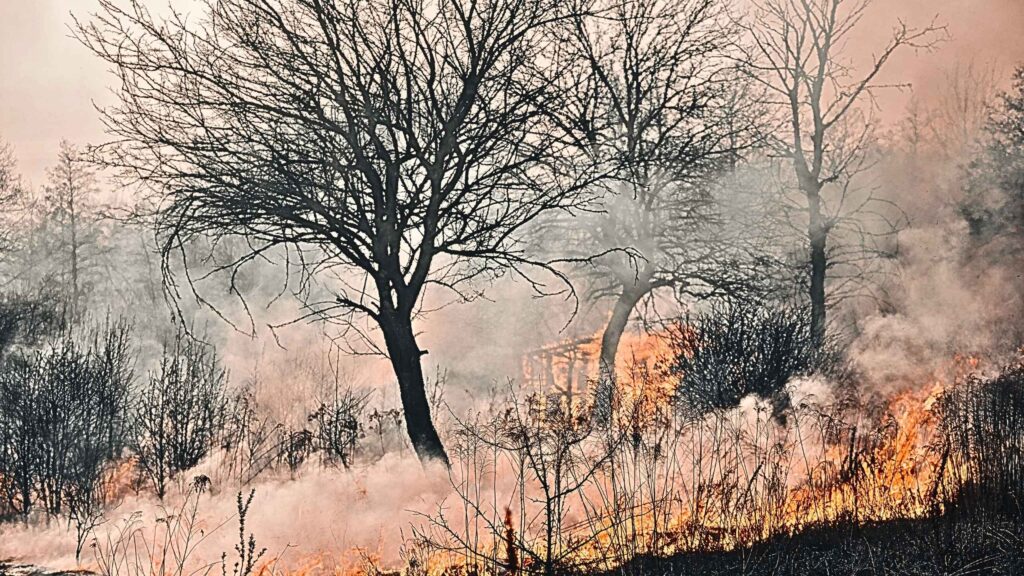 Country landscape with tree in foreground with smoke everywhere in the picture with scattered flames.